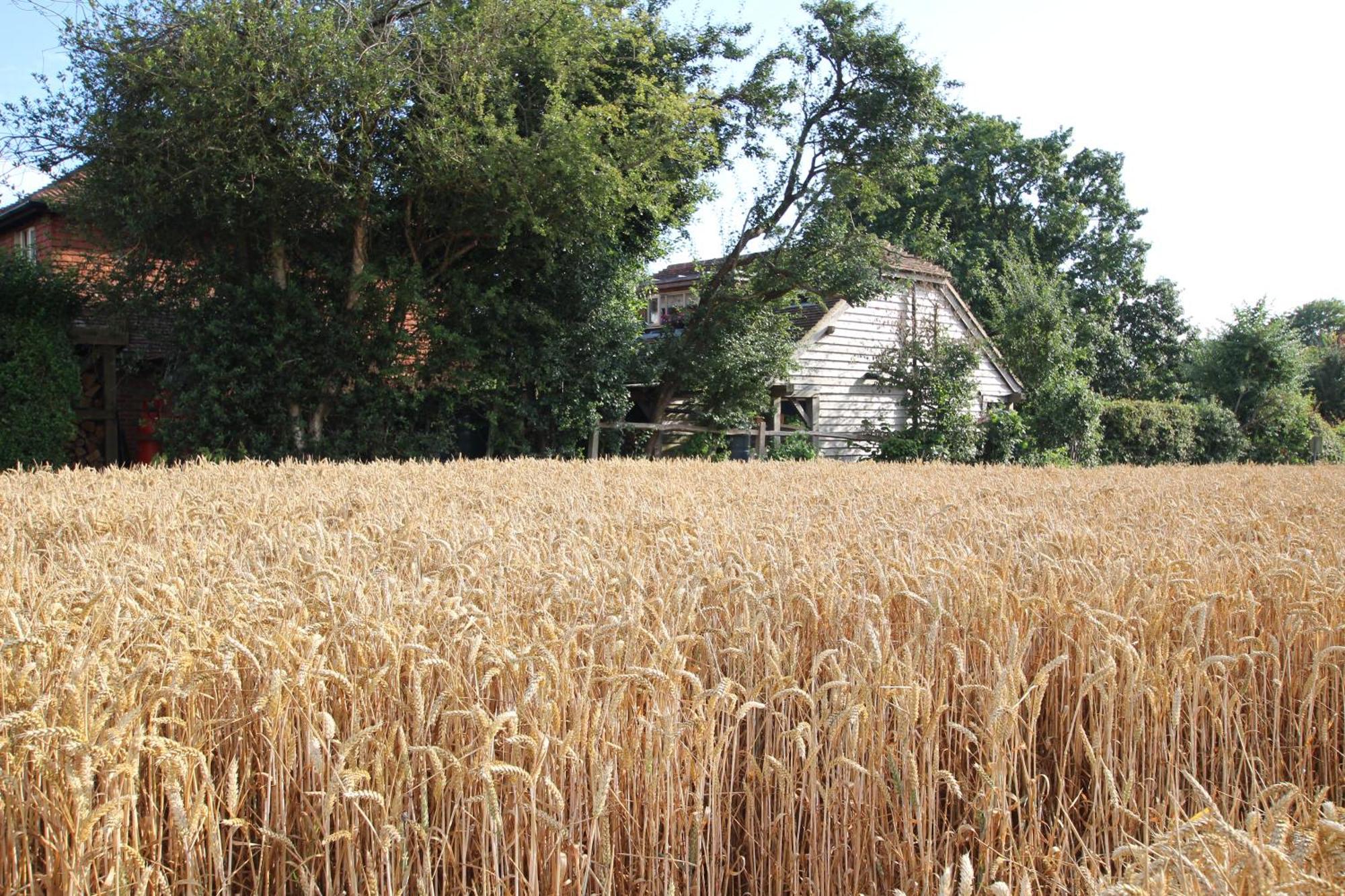 Cowslip Barn Annexe, Countryside Stay Near Chichester Exterior photo
